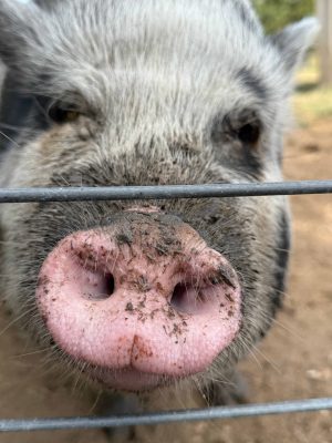 A close-up image of grey pig with a pink nose and dirt in the background.