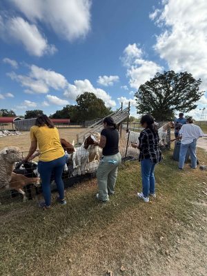 Image of people feeding goats behind a fence with green grass, trees, and a blue sky with clouds surrounding them.