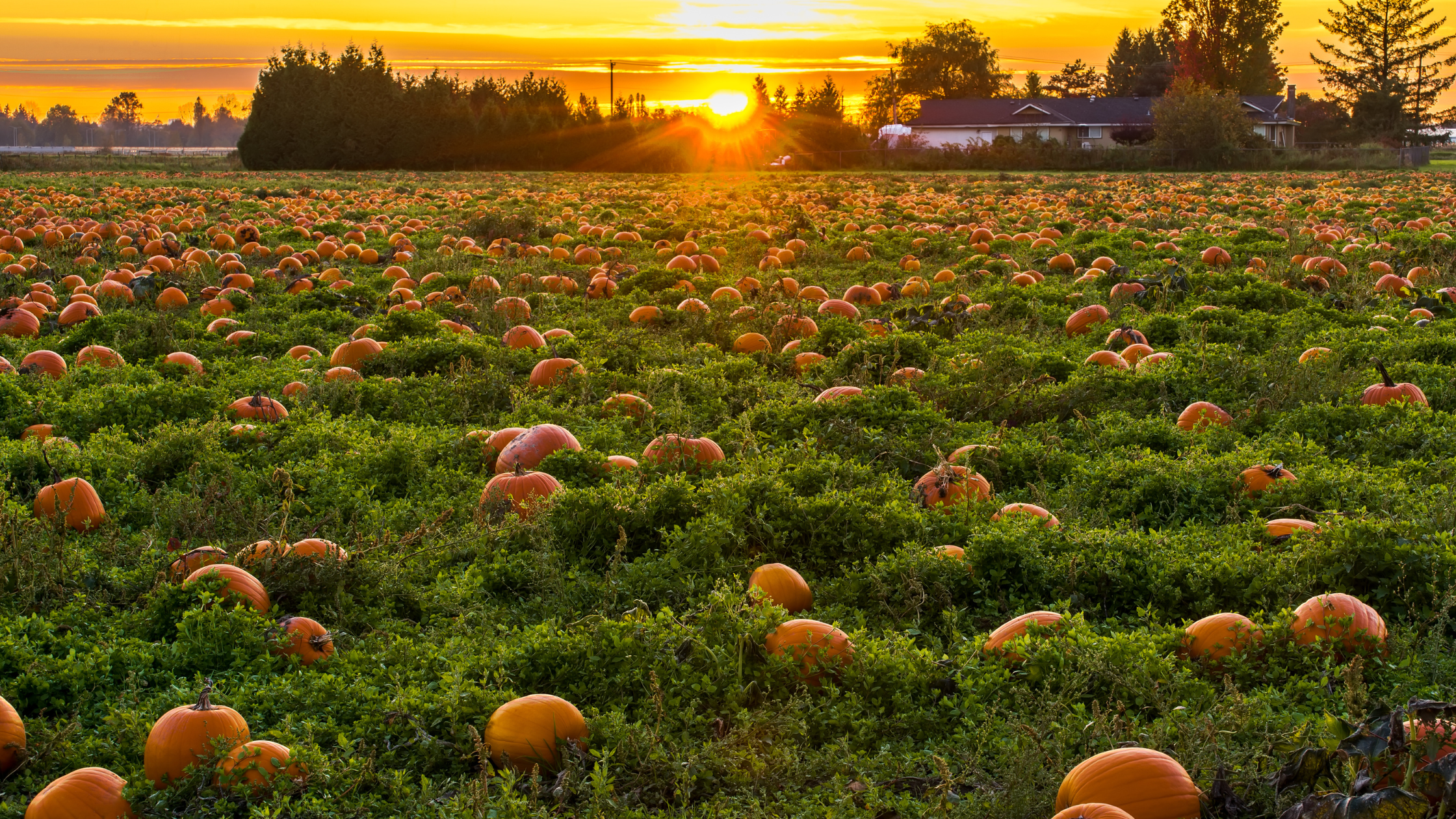 Image of pumpkin patch with single-story image in the background with a setting sun.