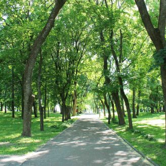 Beautiful park with many green trees Beautiful city park with path and green trees