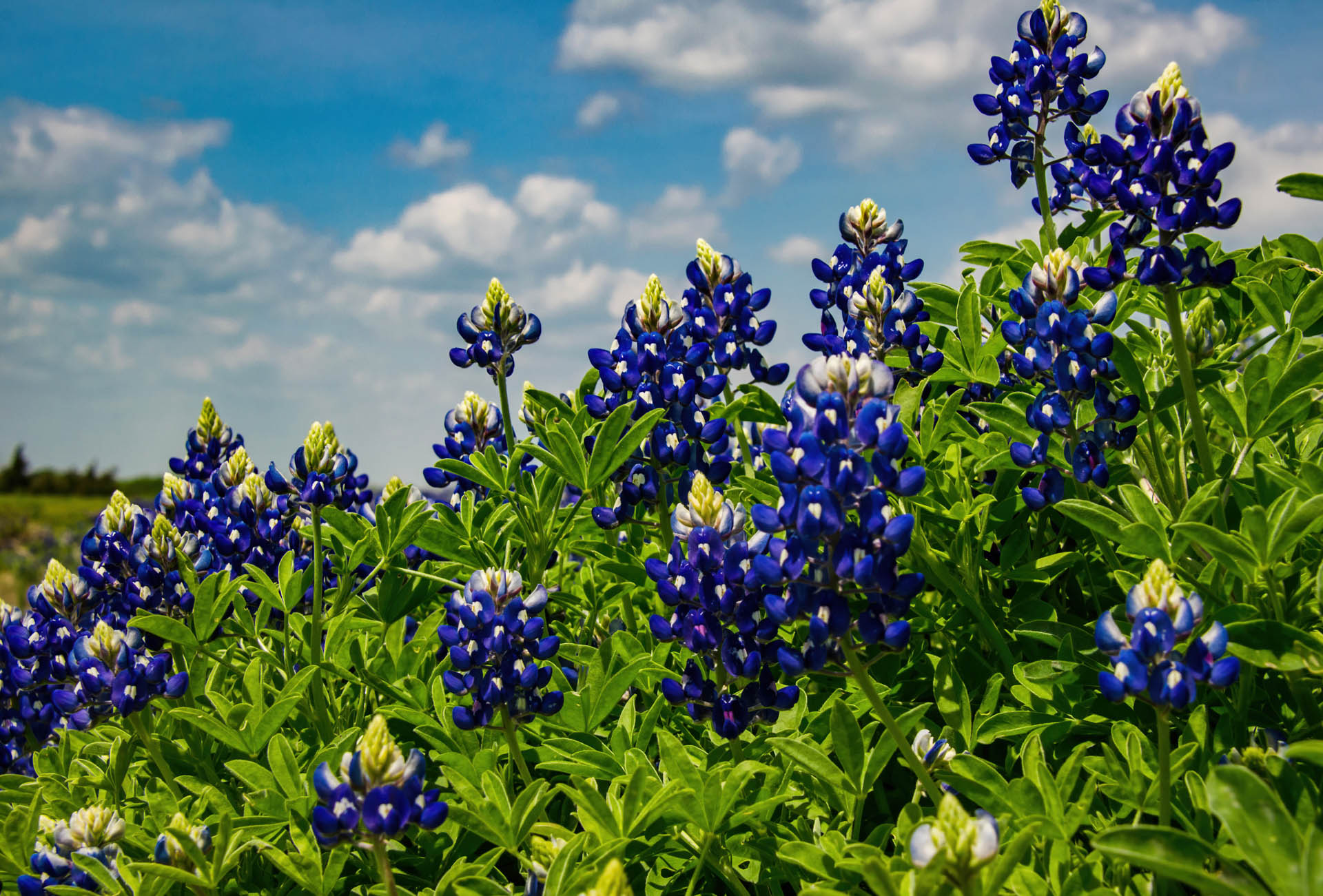Magnolia, Texas suburban community with green spaces, residential neighborhoods, and new home developments near Houston