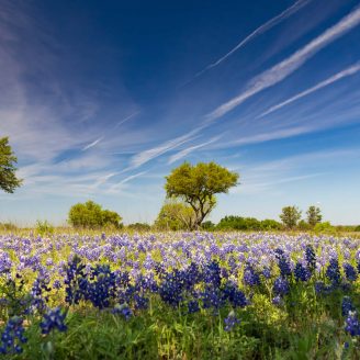 Bluebonnets wildflowers under large trees in field and blue sky Bluebonnets wildflowers under large trees in field and blue sky