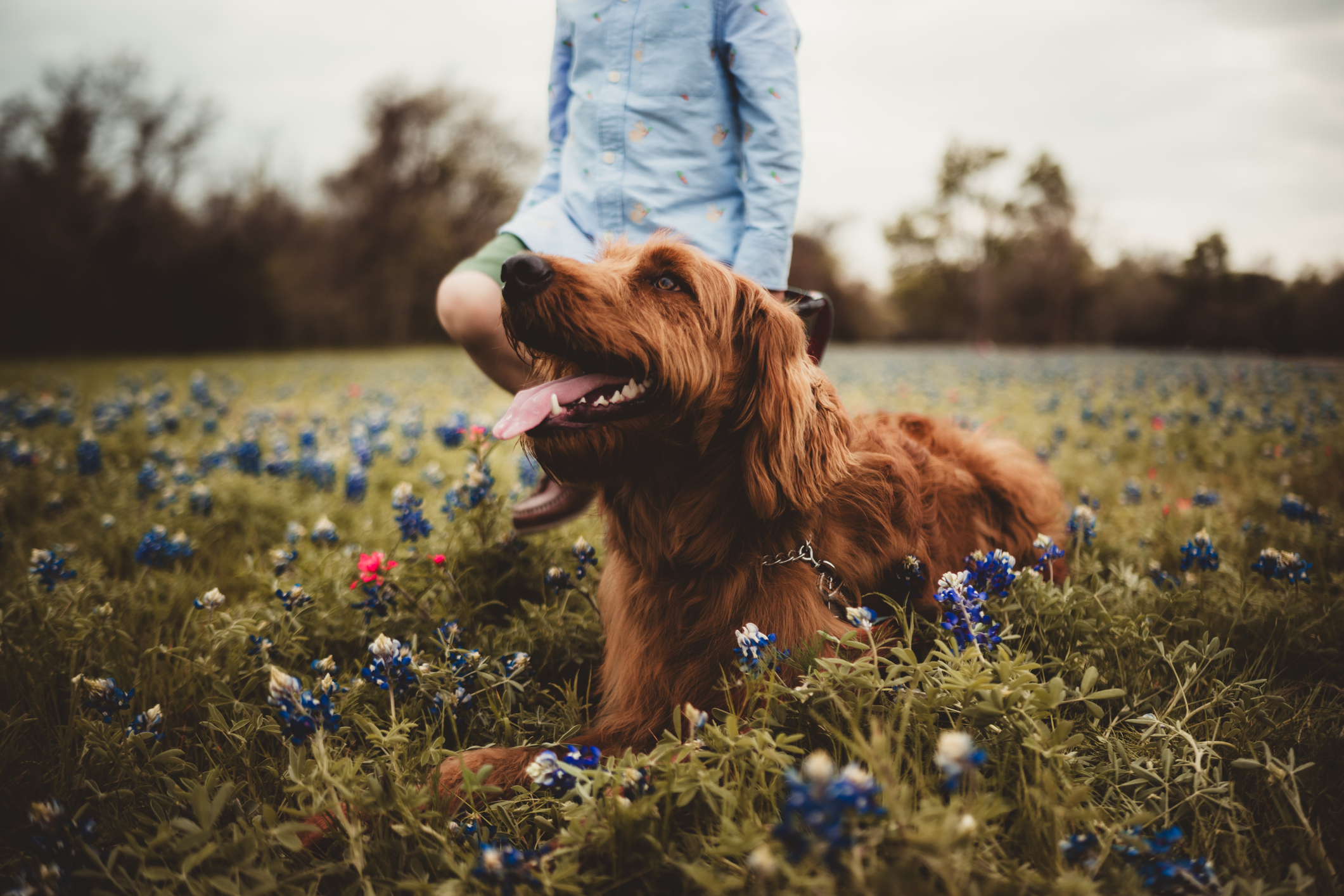 a boy and his dogs enjoying wildflowers in texas