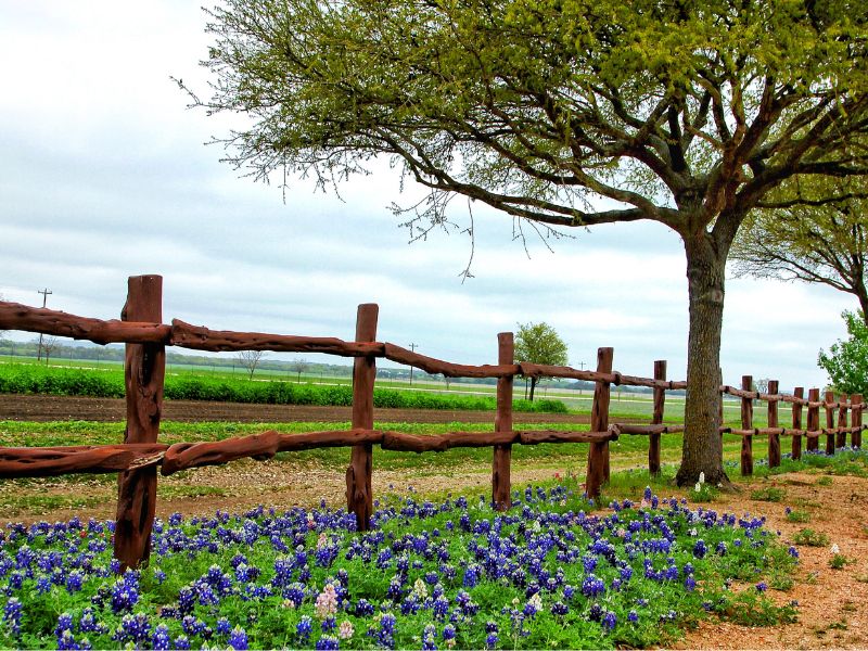 An image of outside with blue bonnets, brown dirt, crops, a brown fence, and a large tree, with a cloudy sky in the background.